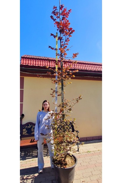 Бук лісовий Атропуніцеа Пурпуреа | Бук лесной Атропуницеа Пурпуреа | Fagus sylvatica Atropunicea Purpurea